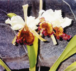 Orquidea, Cattleya doviana