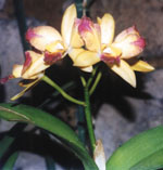 Orquidea, Cattleya hibrida