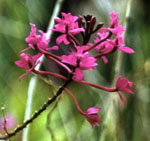 Orquidea, Epidendrum