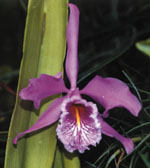Orquidea, Cattleya maxima