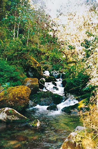 Quebrada Acuzazú dentro del Parque Nacional Yanachaga-Chemillén