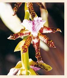 Orquídea Zigopetalum